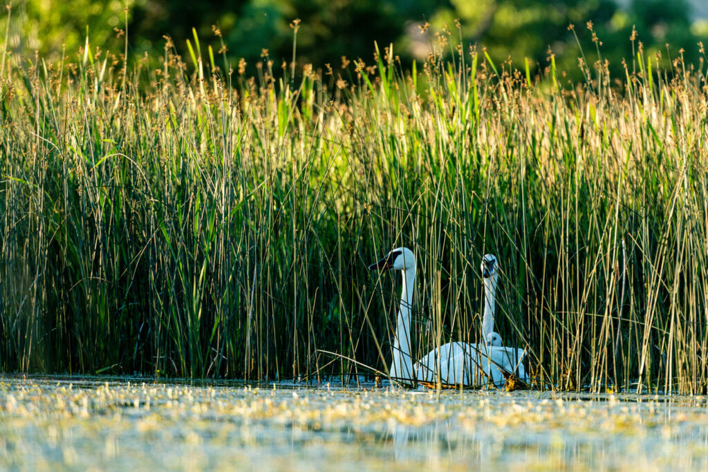 Two trumpeter swans and their cygnet in grasses