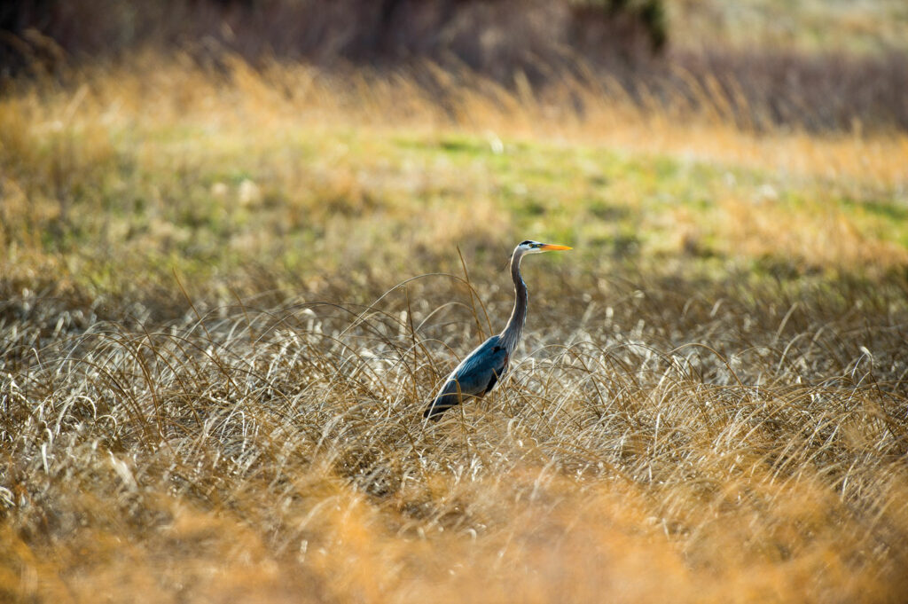 A great blue heron stands in grasses