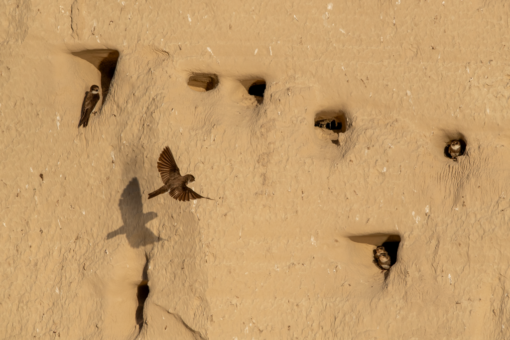 a band swallow flies in front of its nesting hole in a natural limestone wall