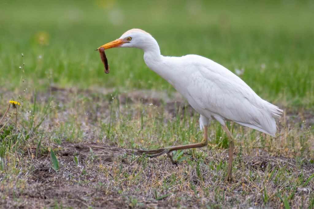 A worm dangles from the beak of a cattle egret