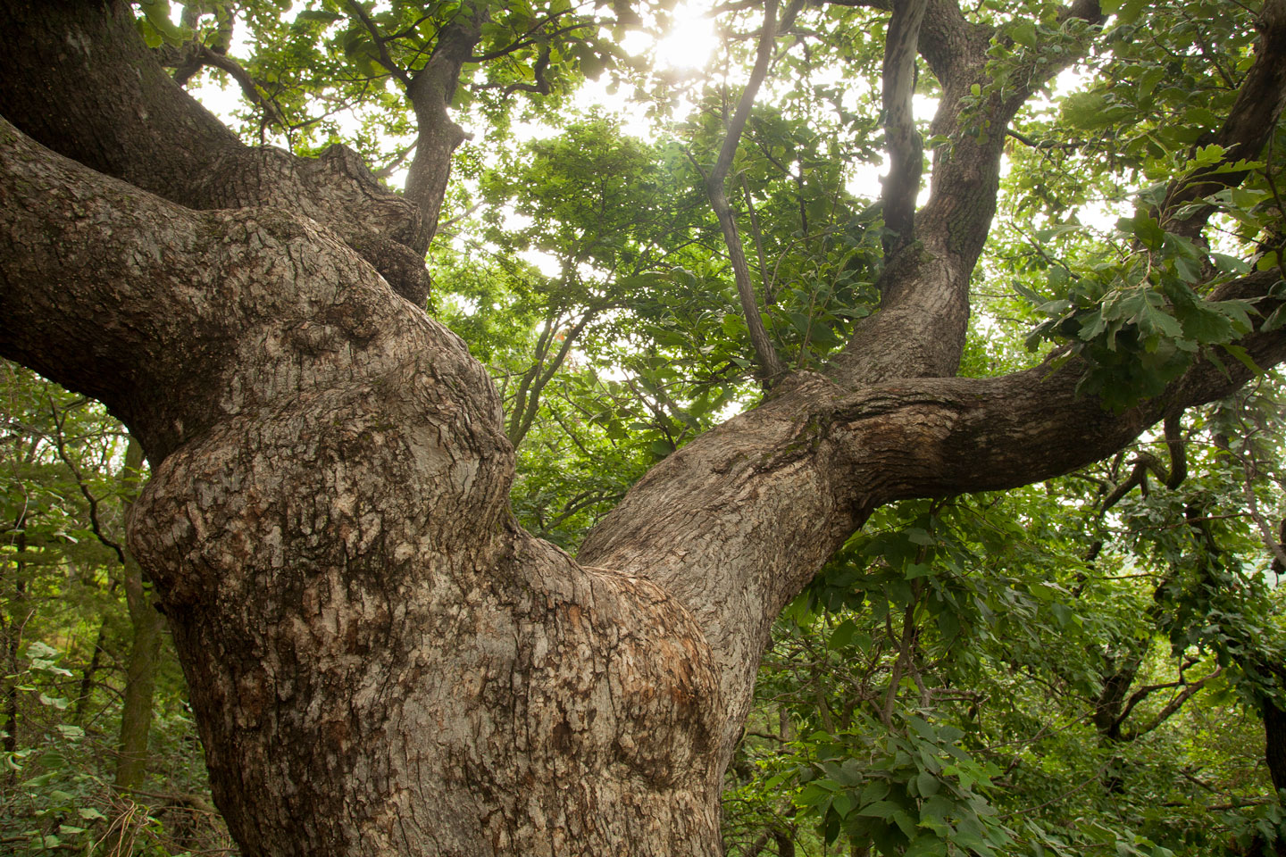 Drought takes toll on eastern Nebraska oaks