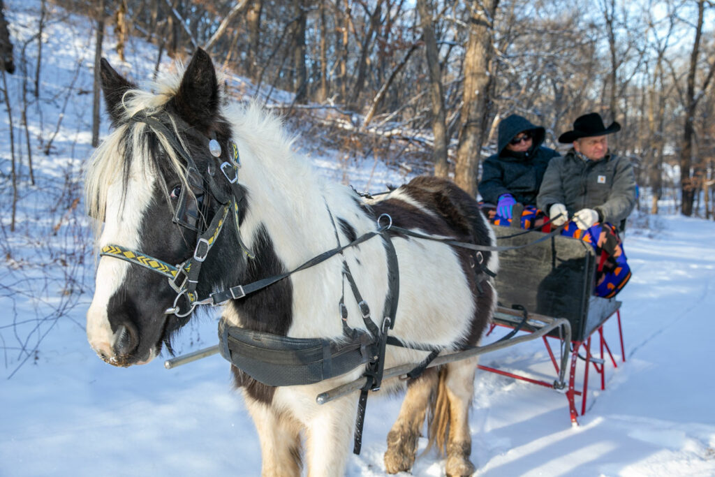 Brad Conrad and his wife Carol brought their gypsy vanner horse and sleigh to pull out the yule log once found by 3K Yule Log Quest participants at Ponca State Park during Winterfest 2014.