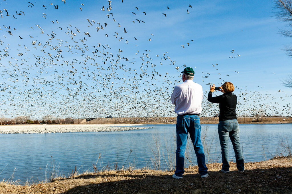 Two people stand on the shore watching thousands of snow geese fly over a lake.