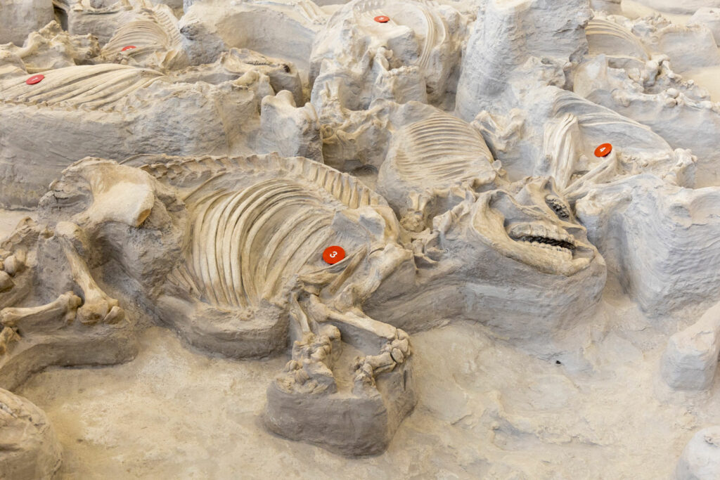 Ongoing dig inside the Hubbard Rhino Barn shows skeletons of ancient rhinos.