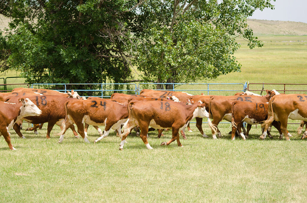 brown cattle moving as a heard along a fence