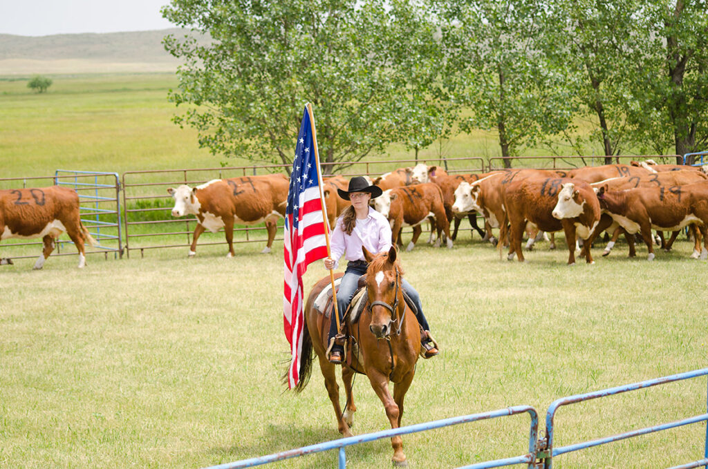 a girl on horseback hold an American flag while herding cattle