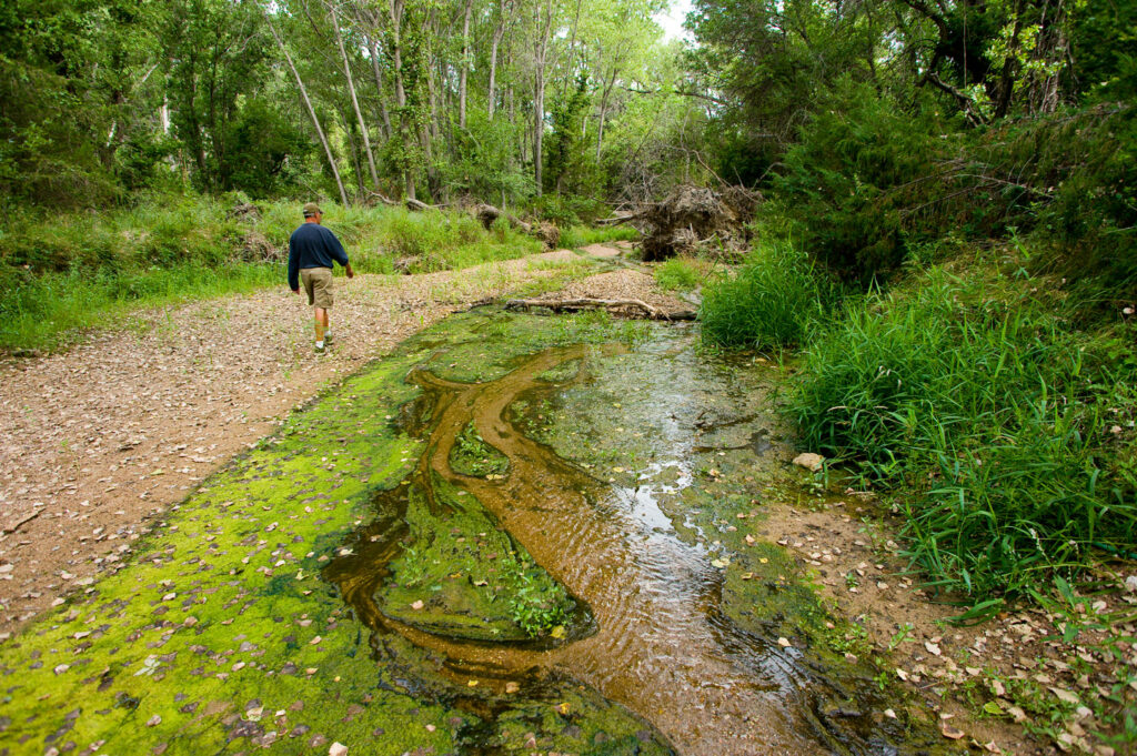 A man walks under a green canopy along a trail and shallow stream.