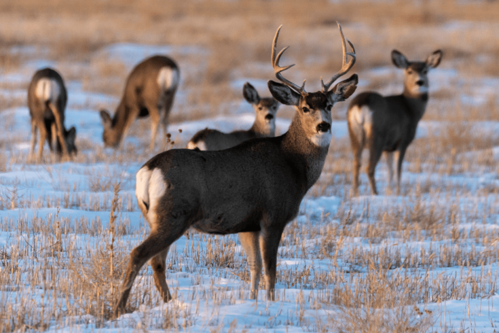 Hunt Nebraska Game & Parks Commission