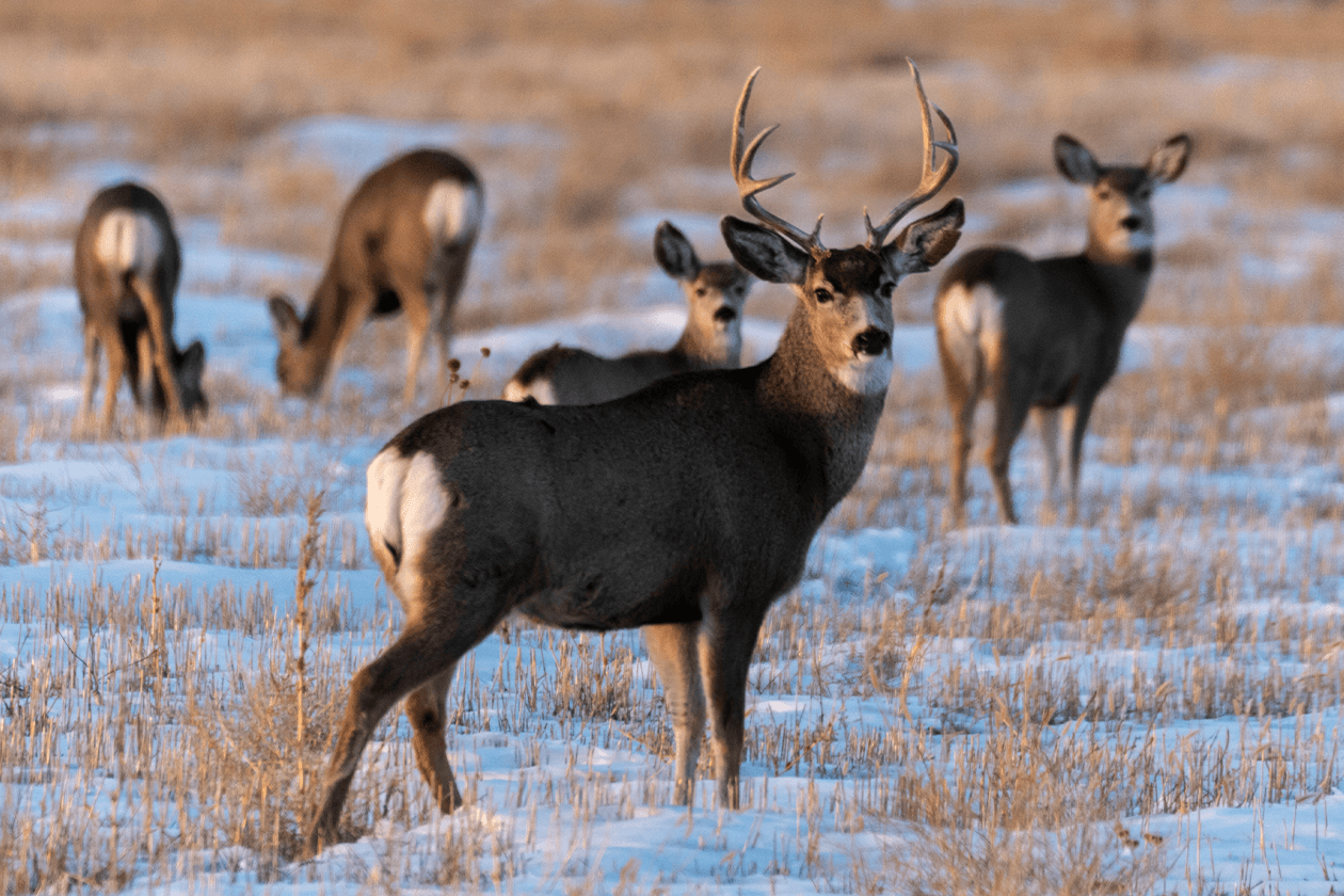 Read More: Make safety a priority this firearm deer season