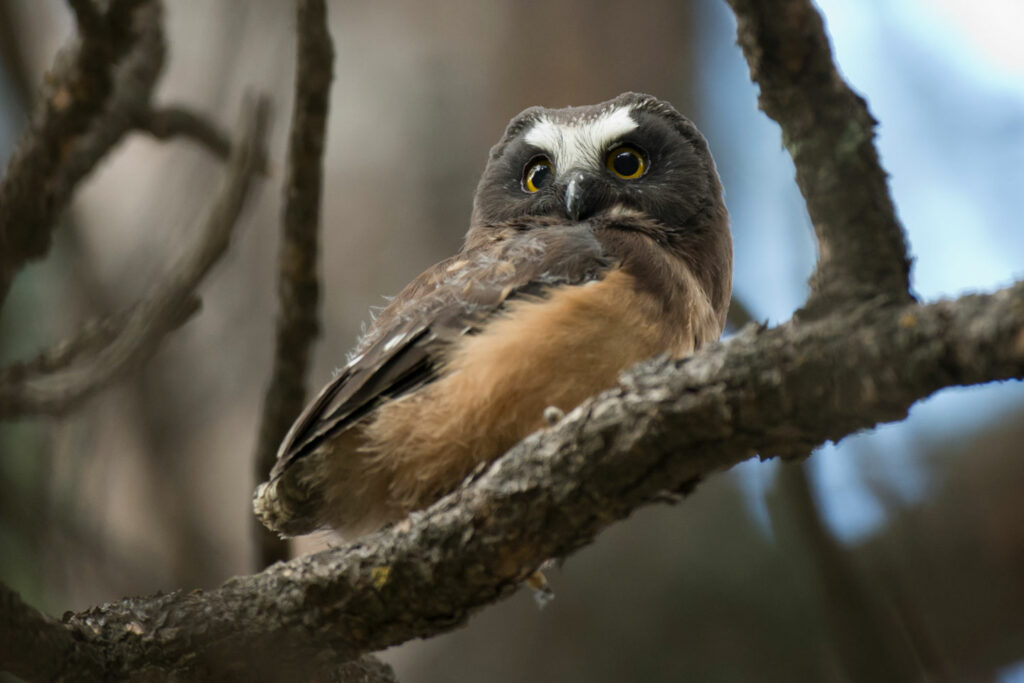 A northern saw-whet owl chick faces the view from his perch on a tree branch.