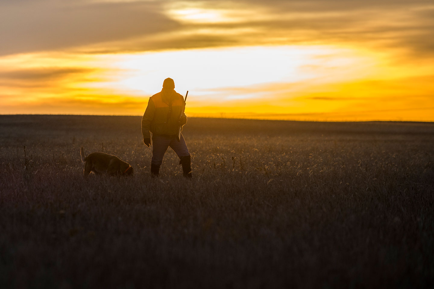 A man and his Labrador are silhouetted by a setting sun as they walk through a stubble field.
