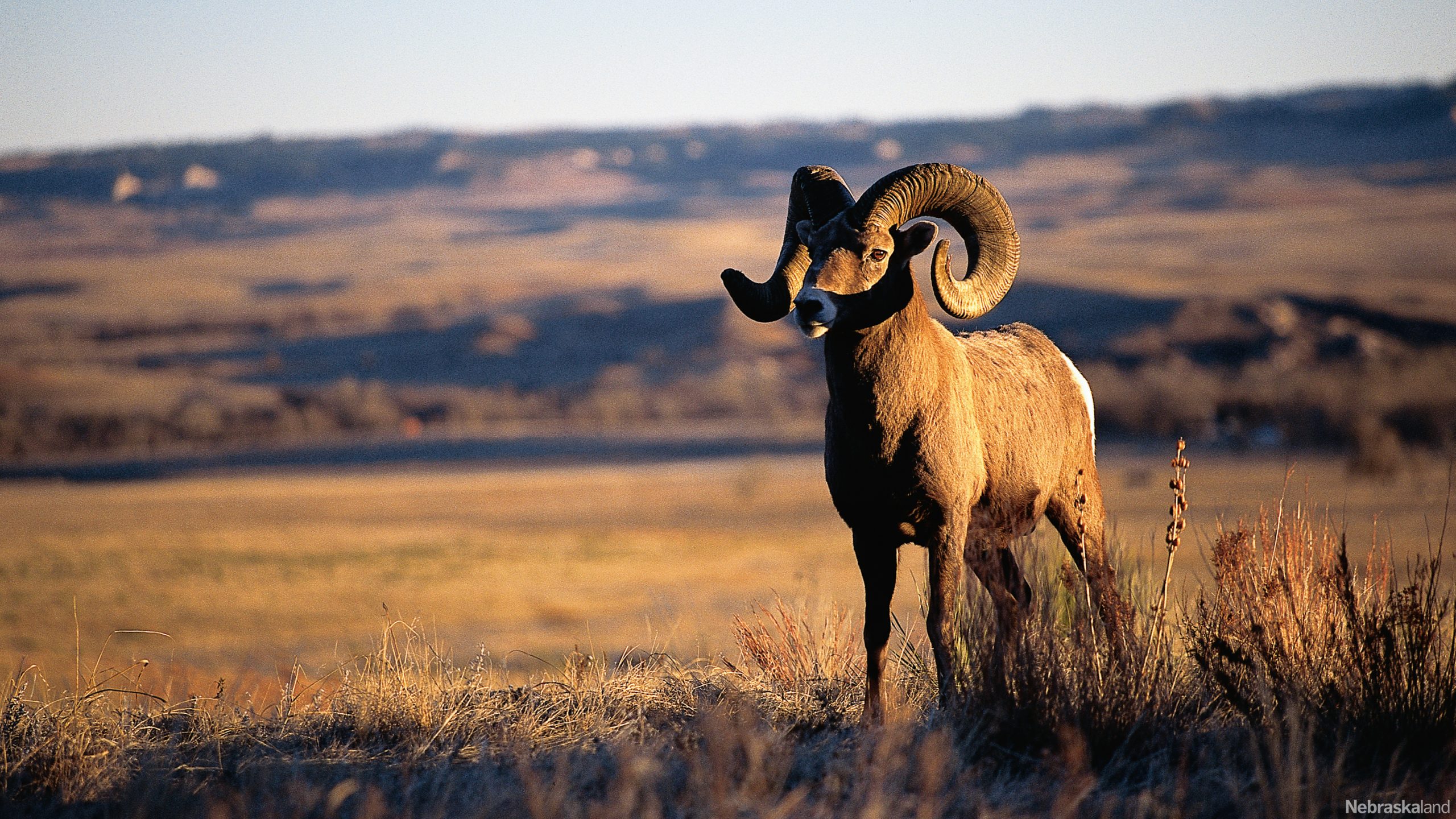 Bighorn sheep ram with full curl.