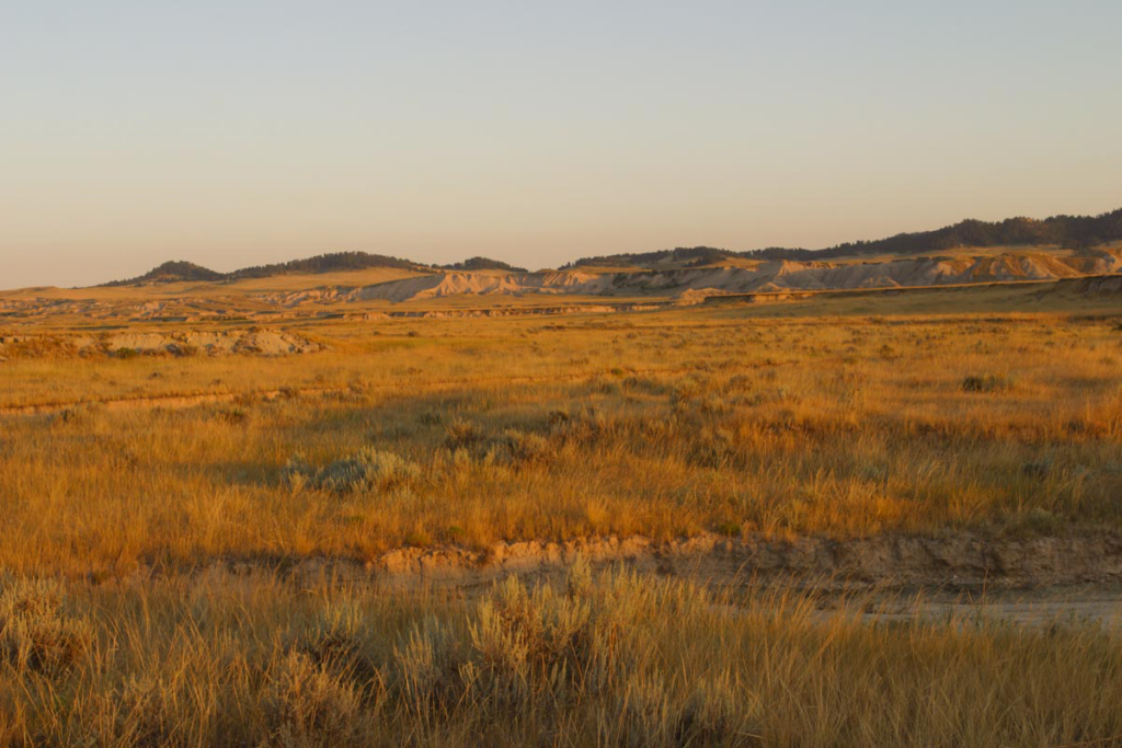 shortgrass prairie