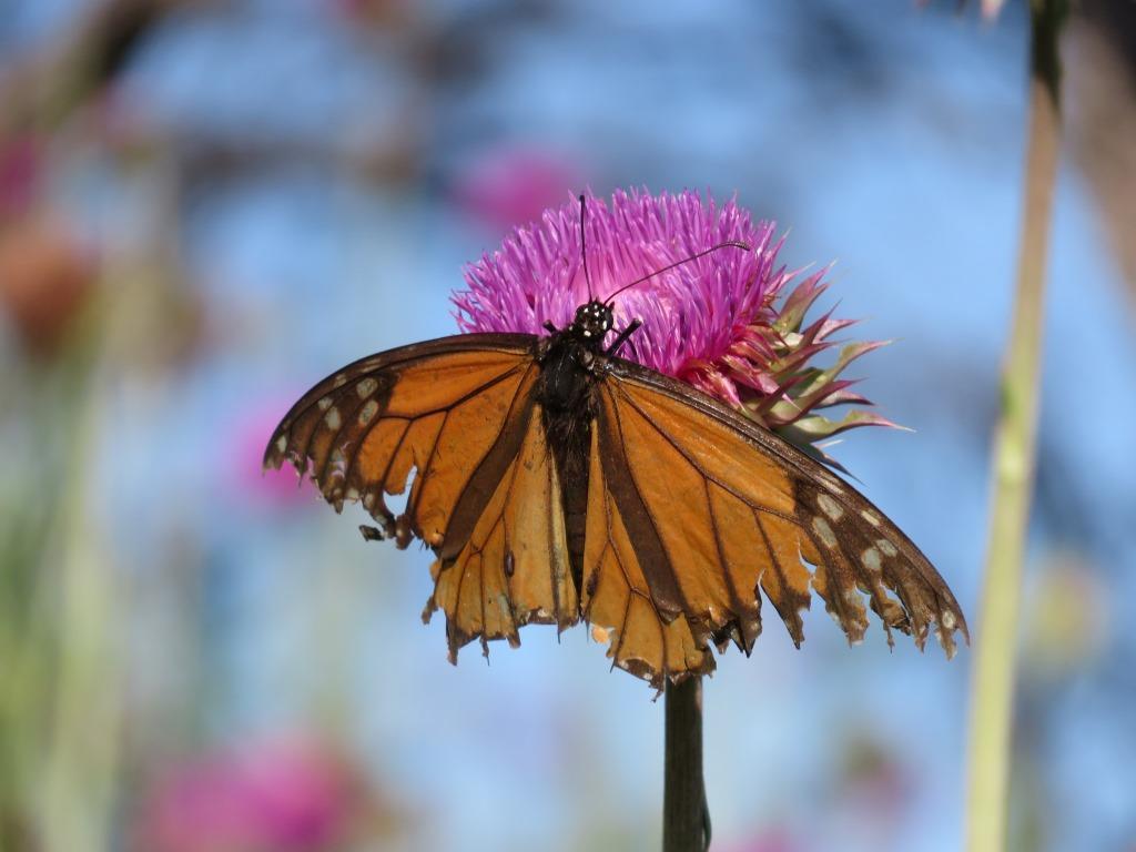 a monarch butterfly with ripped, tattered wings sits on a flower