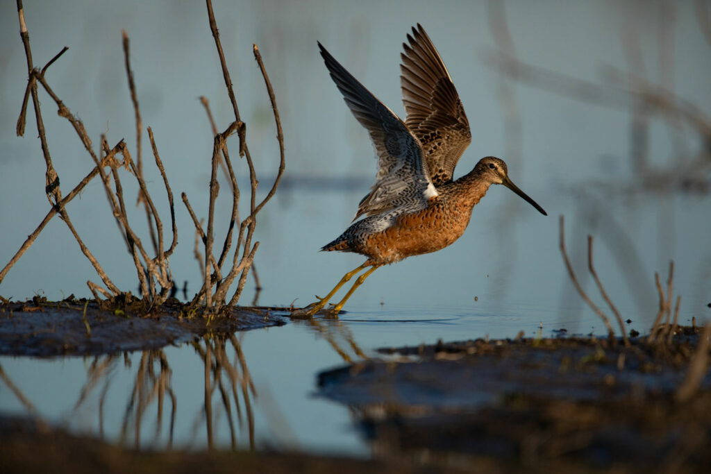 A dowitcher takes flight at North Lake Basin Wildlife Management Area in Nebraska.