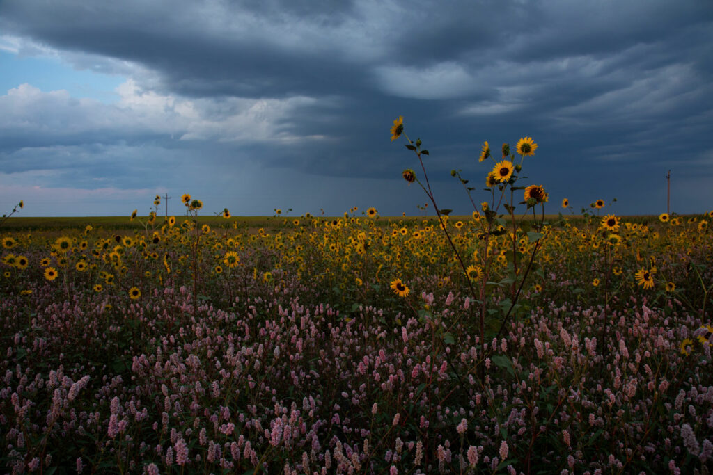 Sunflowers and smartweed blooming in the summer at a Southwest Playa as clouds roll in.