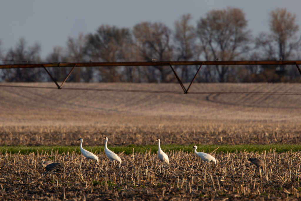 Whooping and sandhill cranes feeding in a Nebraska cropfield