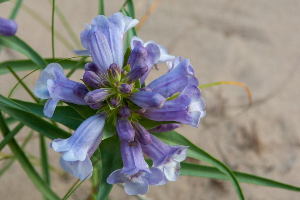 Closeup of blooming blowout penstemon.