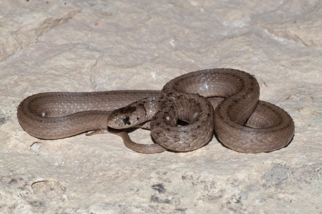 Brown snake on a rock.