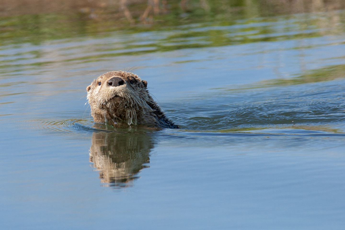 Read More: River otter