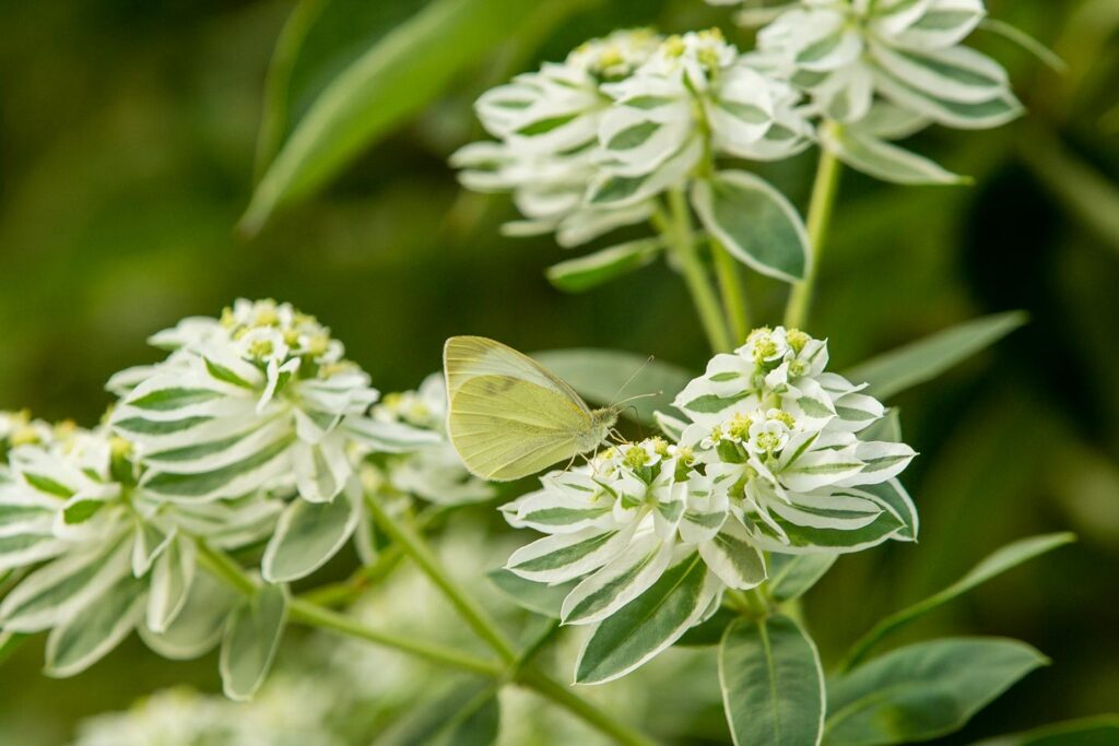 Cabbage white butterfly on a plant