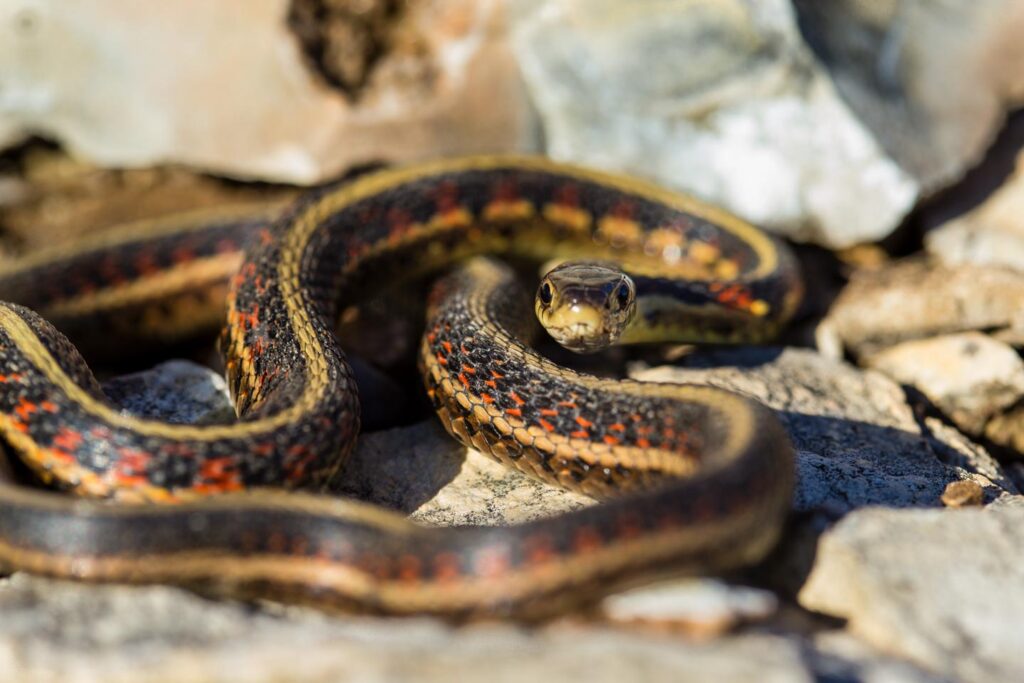Common garter snake on rocky ground.