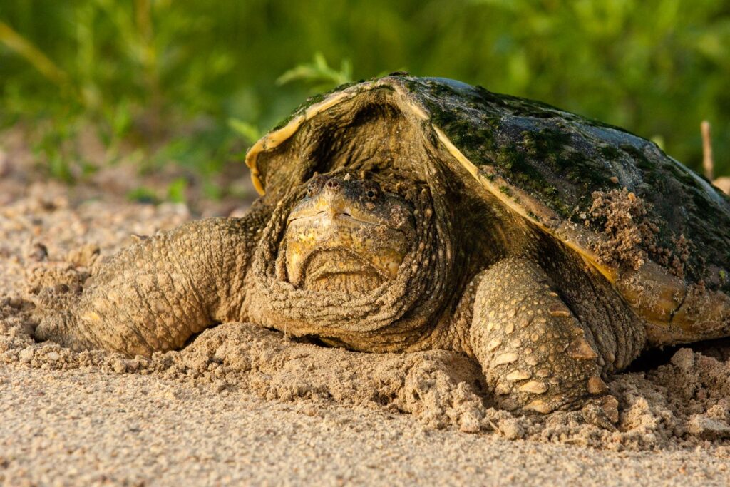 Common snapping turtle dig partially into sand.