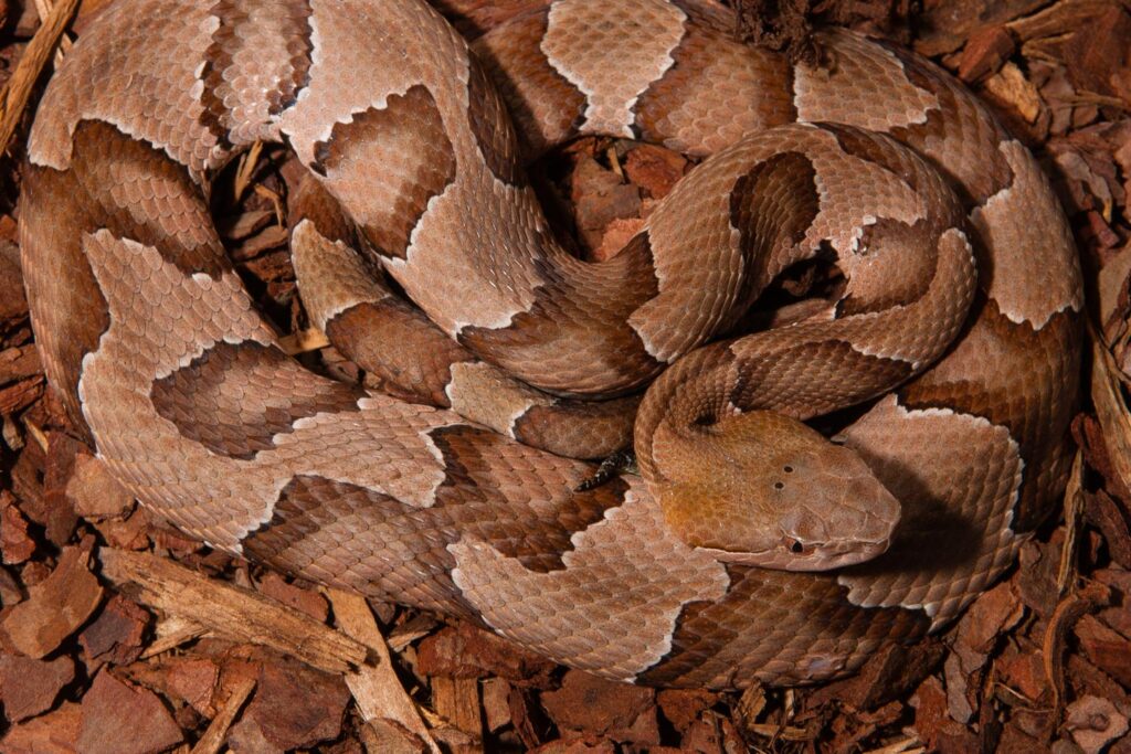 Copperhead coiled on the ground.