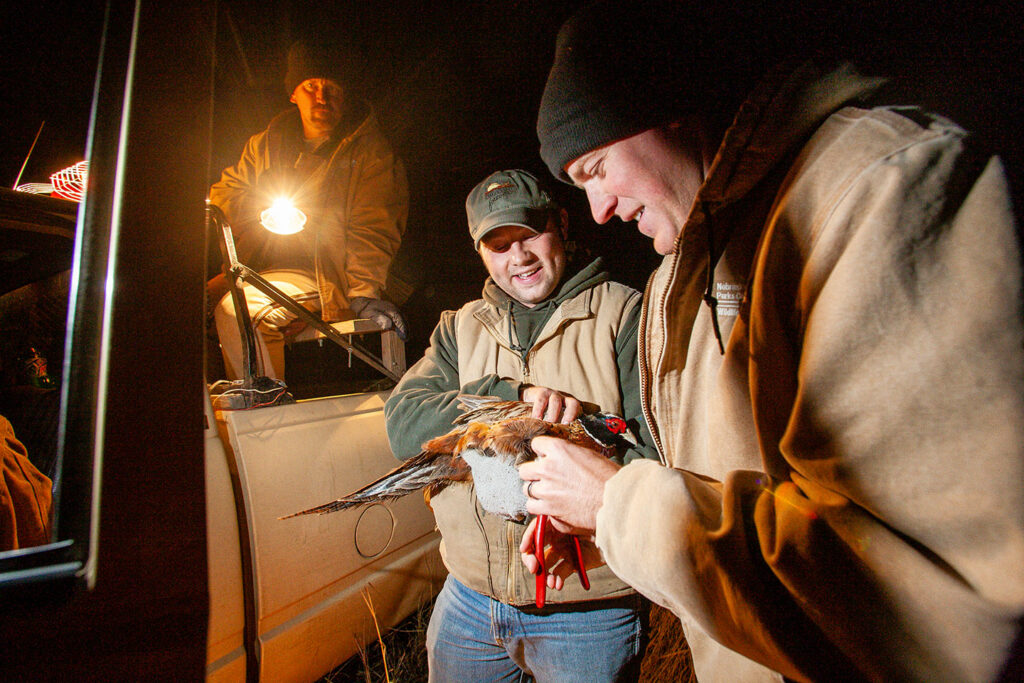 Rooster pheasants are caught, banded and released as part of a study done in the Southwest Focus on Pheasants area prior to the pheasant season. Doug Carroll, Nebraska Game and Parks Commission