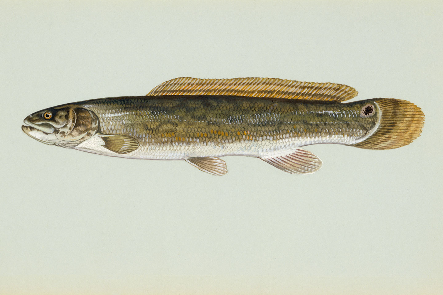 Read More: Bowfin