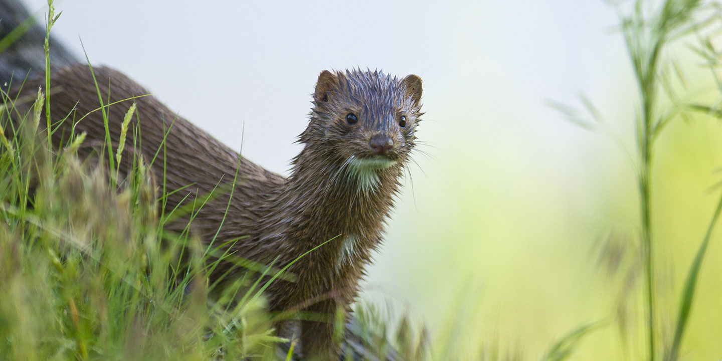 Trapping and Furbearers