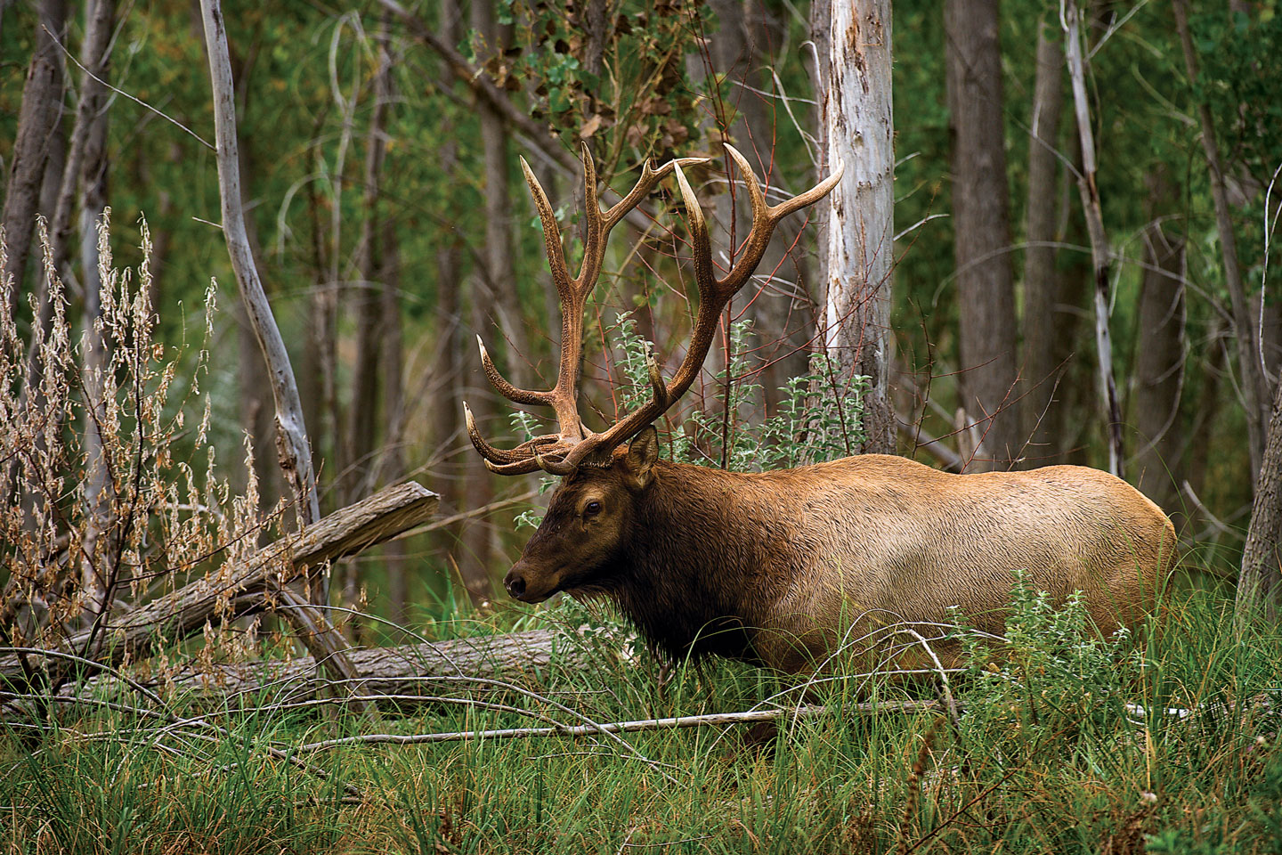 Bull elk walking through a forest.