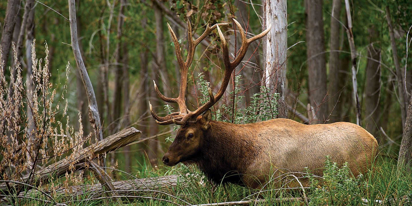 Elk Nebraska Game & Parks Commission