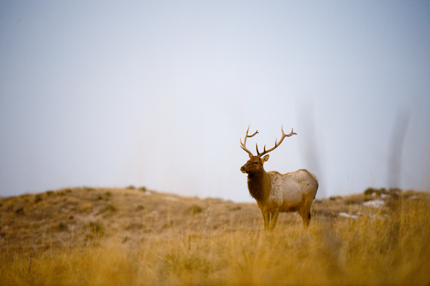 A bull elk on a grassy hill.