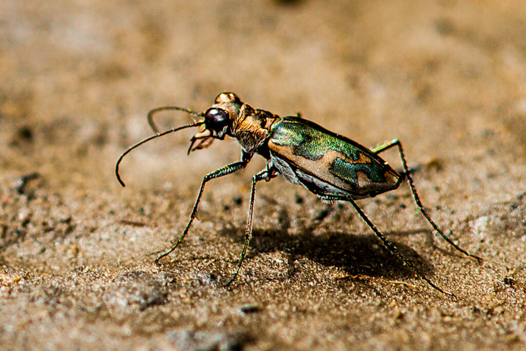 A close up of a Salt Creek Tiger Beetle that is walking along the sand.