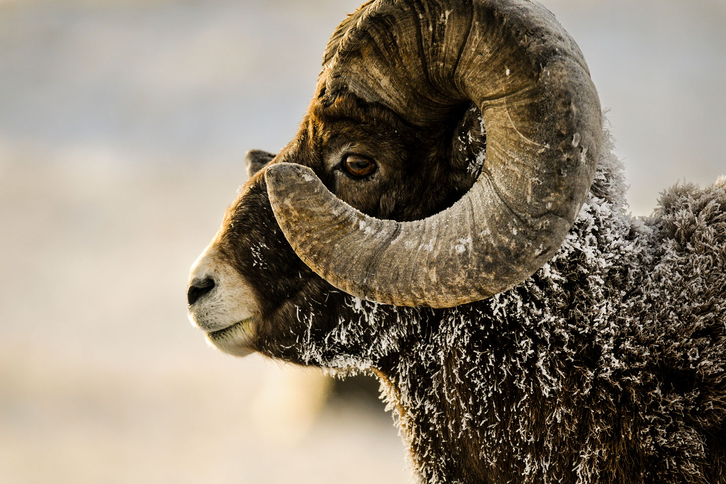 Bighorn Sheep Nebraska Game Parks Commission