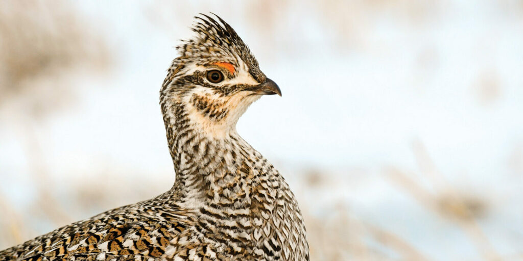 A sharp-tailed grouse in snow.