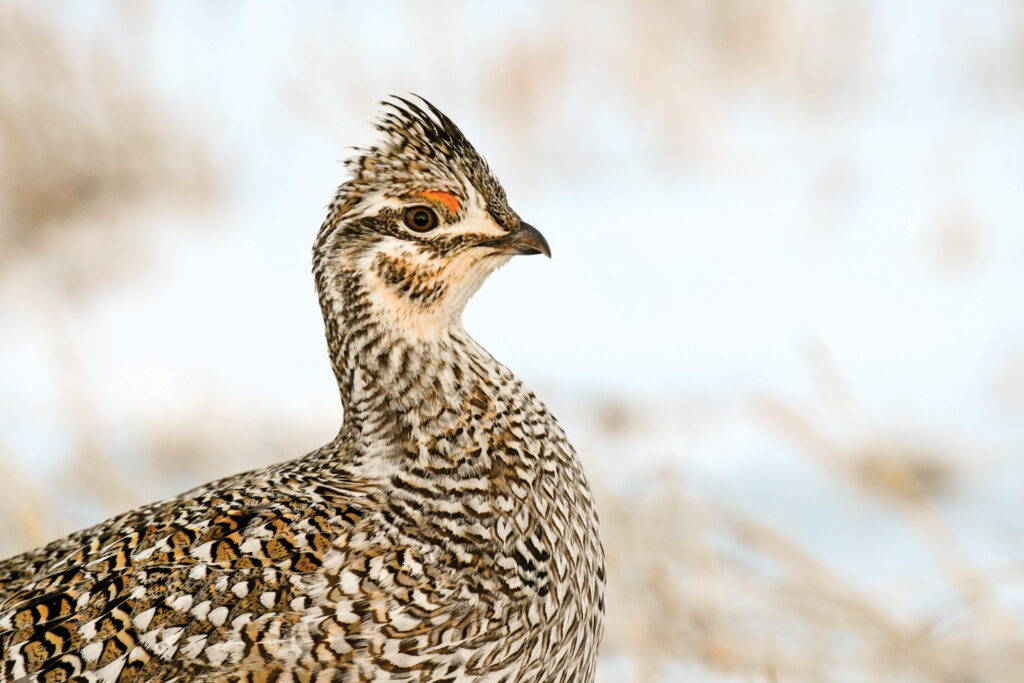 A sharp-tailed grouse in snow.