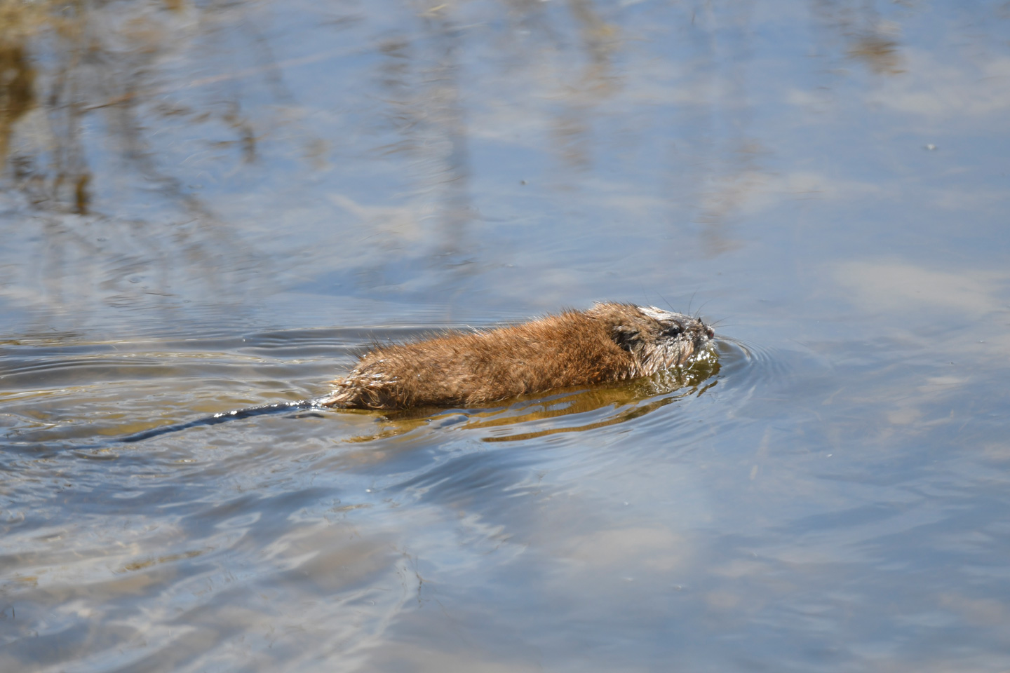 A muskrat swimming through water.