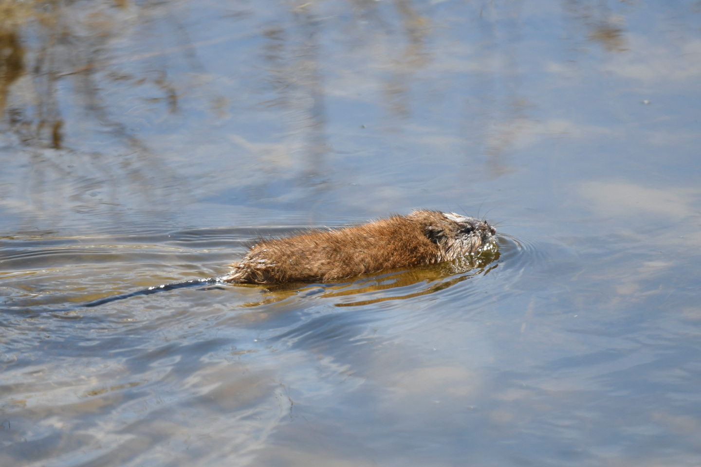 Read More: Nebraska has many fur harvesting opportunities