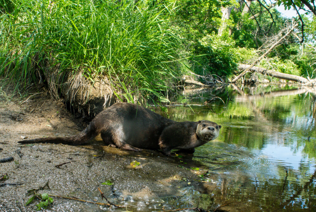 An otter enters a lake