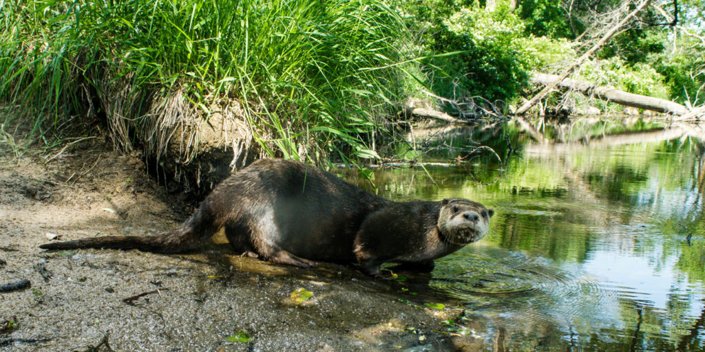 Otter trapping