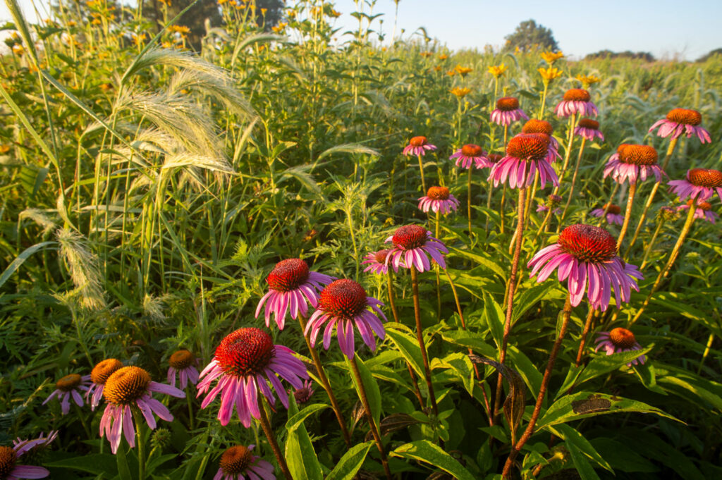 Purple coneflowers in the foreground of a close-up of a natural prairie.