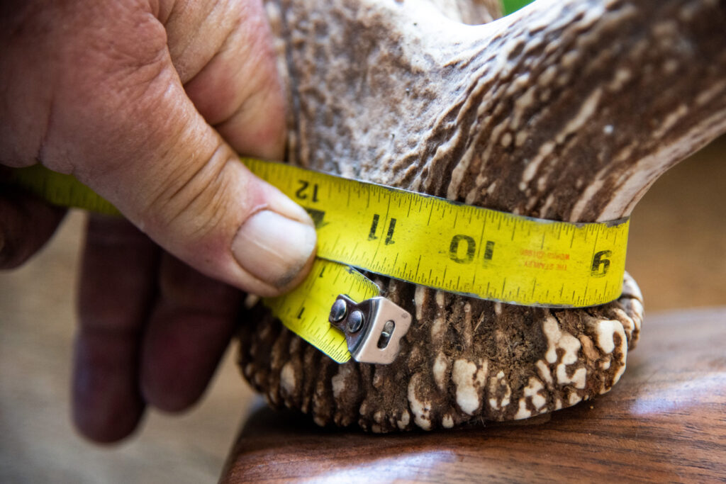 A tape measure wraps an antler.