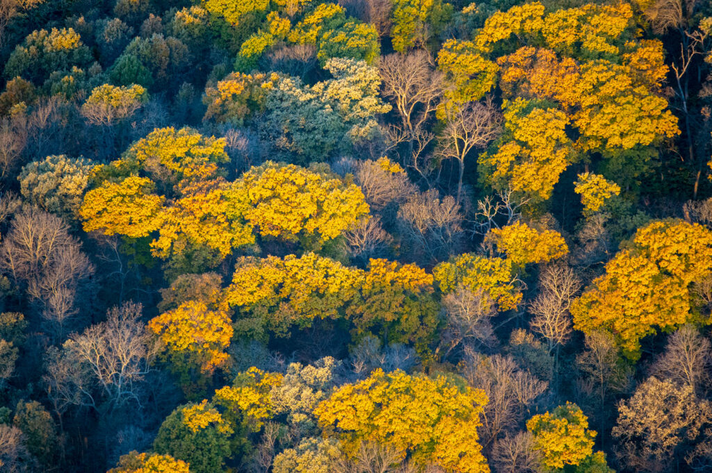 Dense tree canopy in fall color