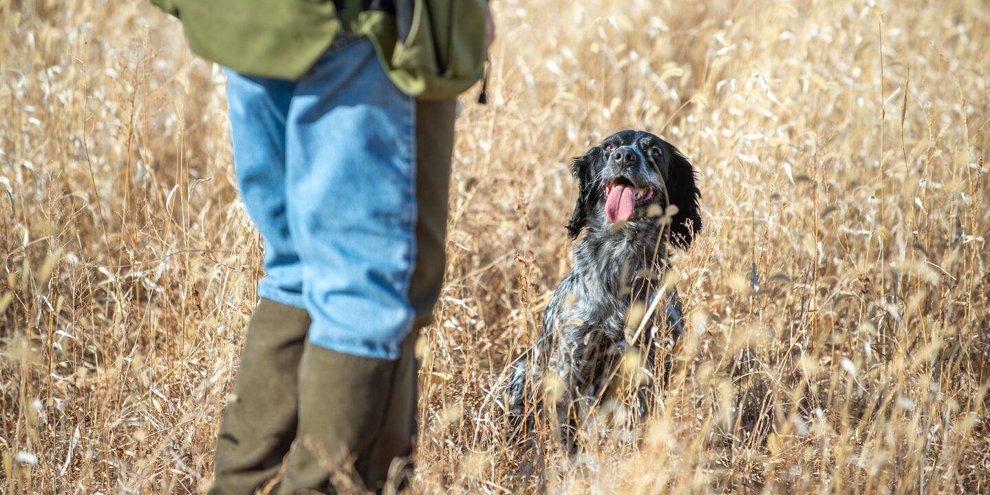 Read More: Dog Training and Field Trials