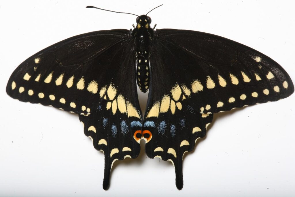 Eastern black swallowtail on white background