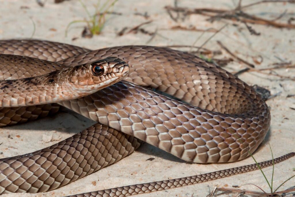 Closeup of an eastern coachwhip on the ground.