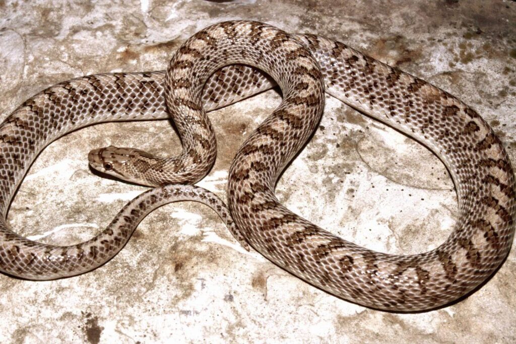 Eastern glossy snake on a rock