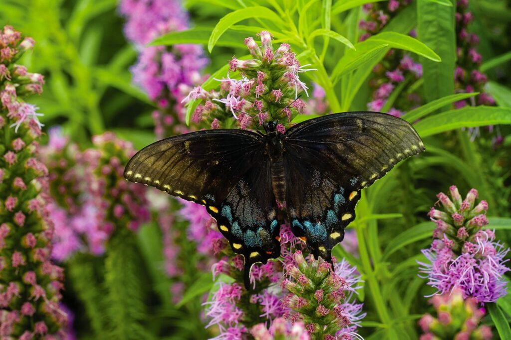 Dark-phase eastern tiger swallowtail butterfly on a flower.